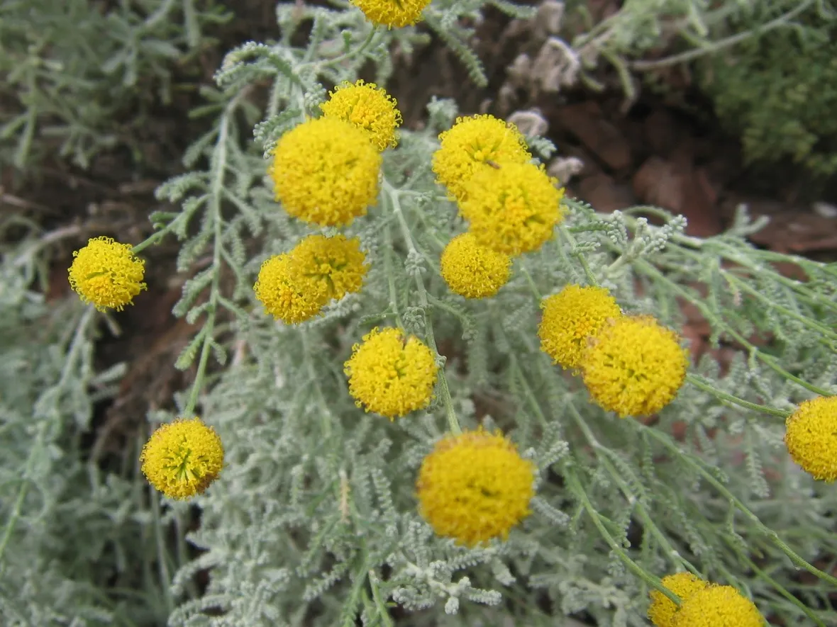 Fiori santolina