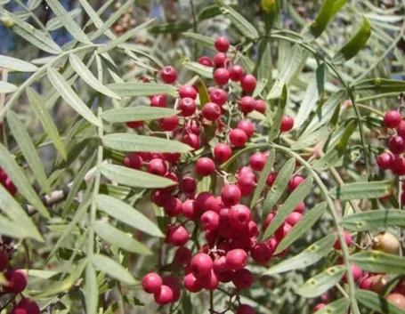 Albero schinus molle