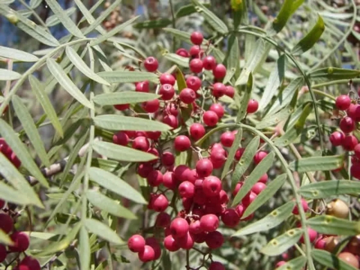 Albero schinus molle