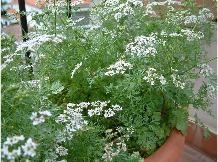 Pianta di coriandolo in fiore