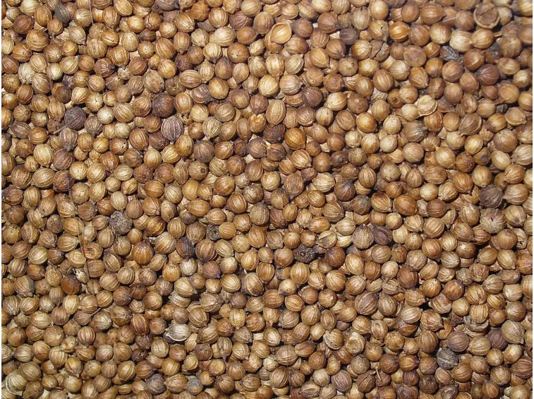 Semi di coriandolo