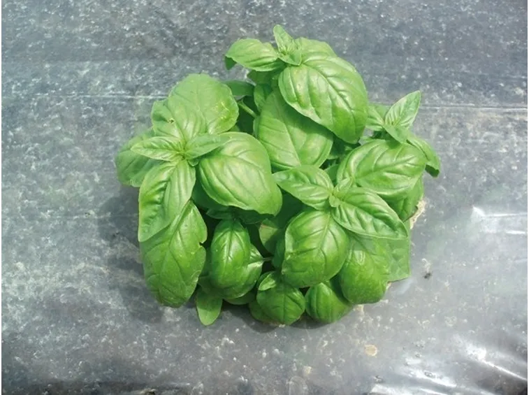 mazzetto di foglie di basilico