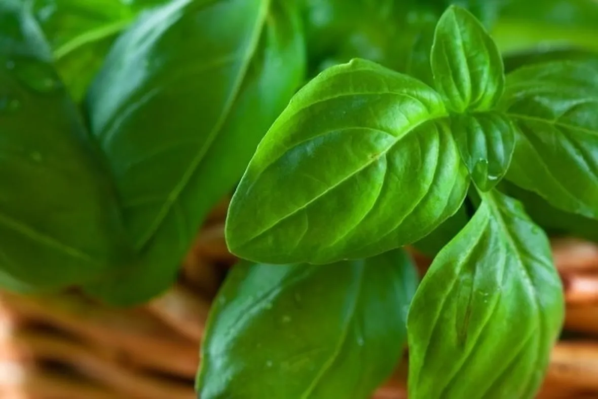 basilico