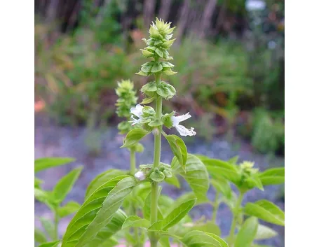 Fiori bianchi dell'Ocimum basilicum