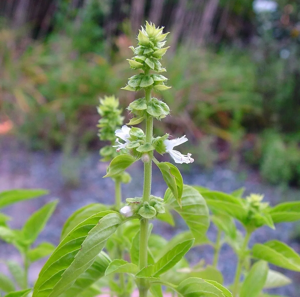 Fiori bianchi dell'Ocimum basilicum