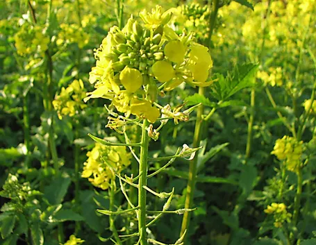 senape fiore
