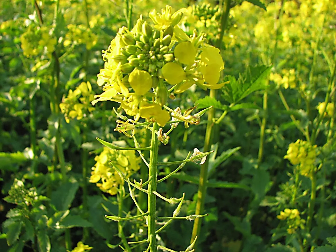 senape fiore