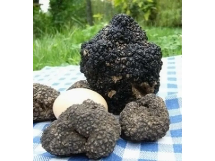 tartufi 2