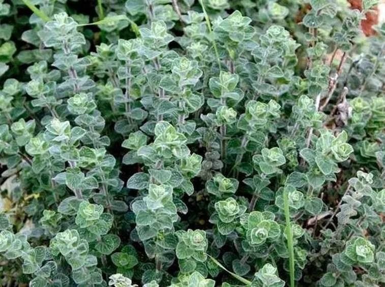 Piantine di timo
