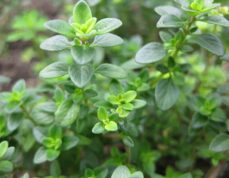 thymus vulgaris compactus