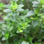 thymus vulgaris compactus