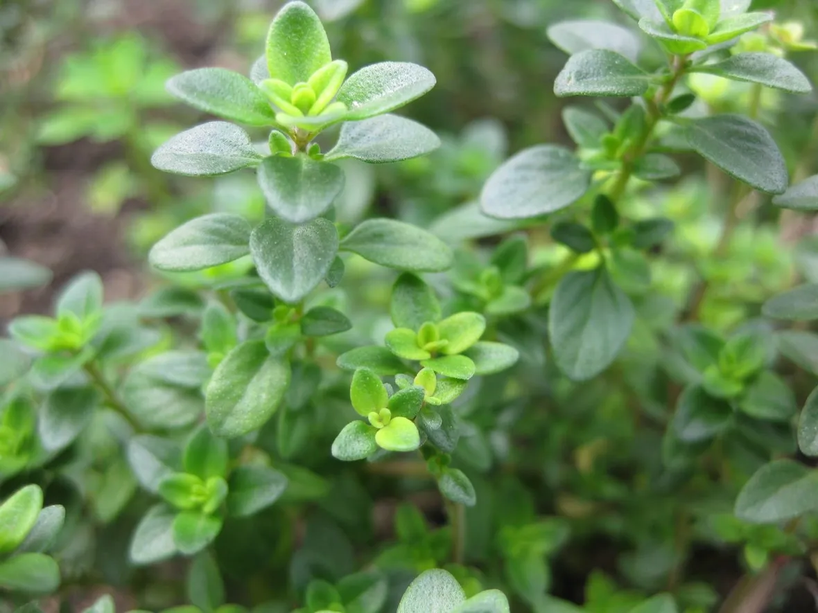 thymus vulgaris compactus
