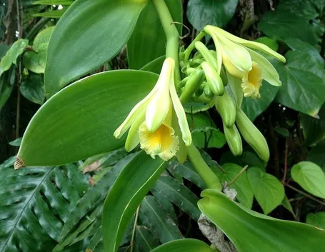 Il fiore della pianta di vaniglia