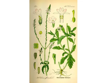 Verbena officinalis