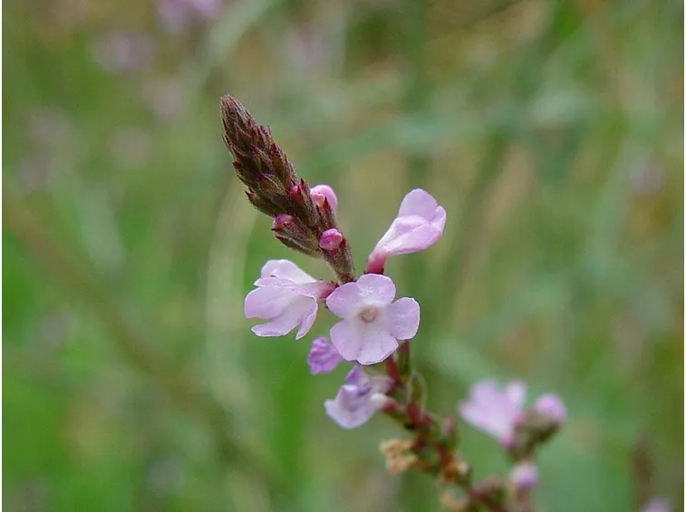 Fiore di verbena officinalis