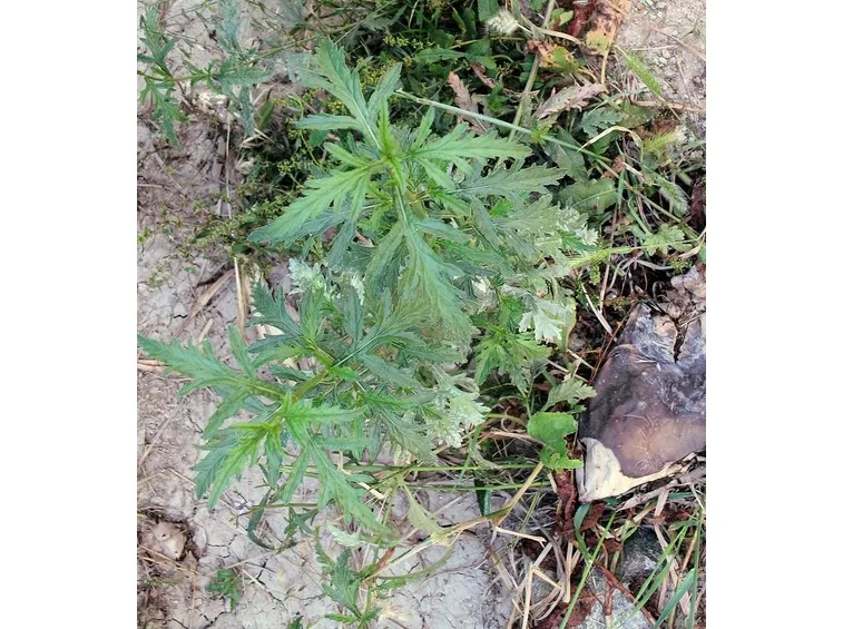 Verbena