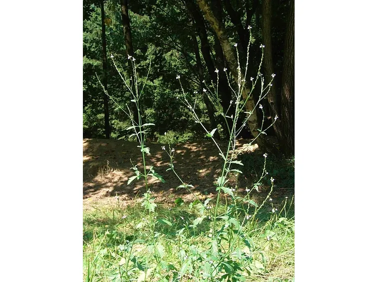 Verbena officinalis spontanea