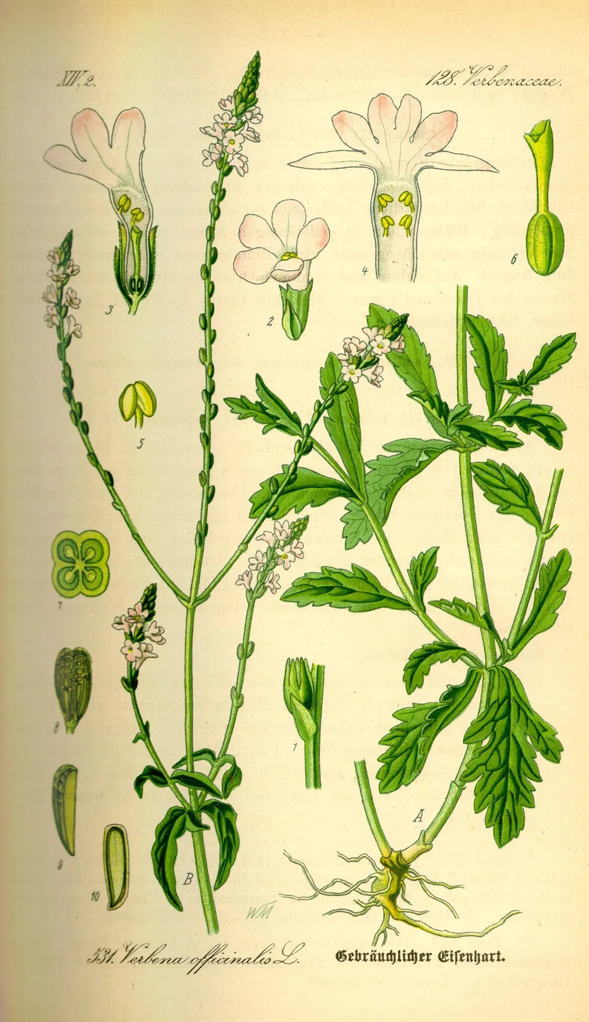 Verbena officinalis