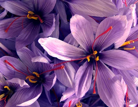 zafferano fiore