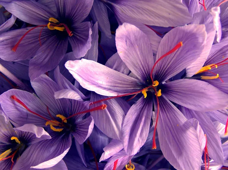zafferano fiore