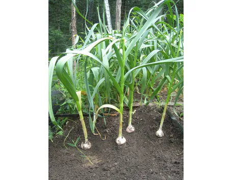 Piante di aglio