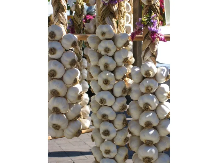 Trecce d'aglio
