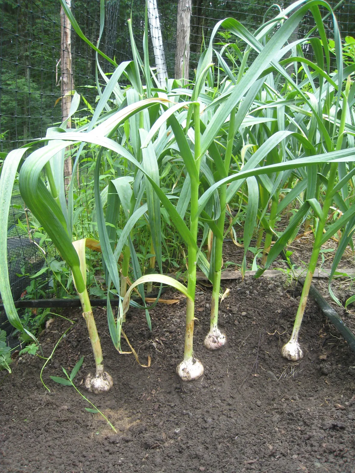 Piante di aglio