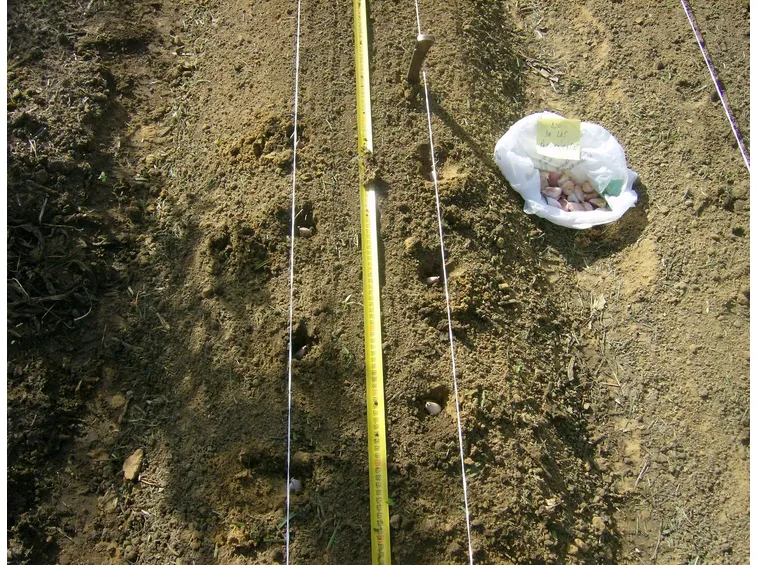 Semina aglio