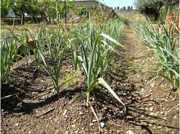 Piante aglio