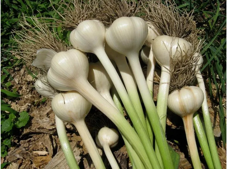 Raccolta ortaggi