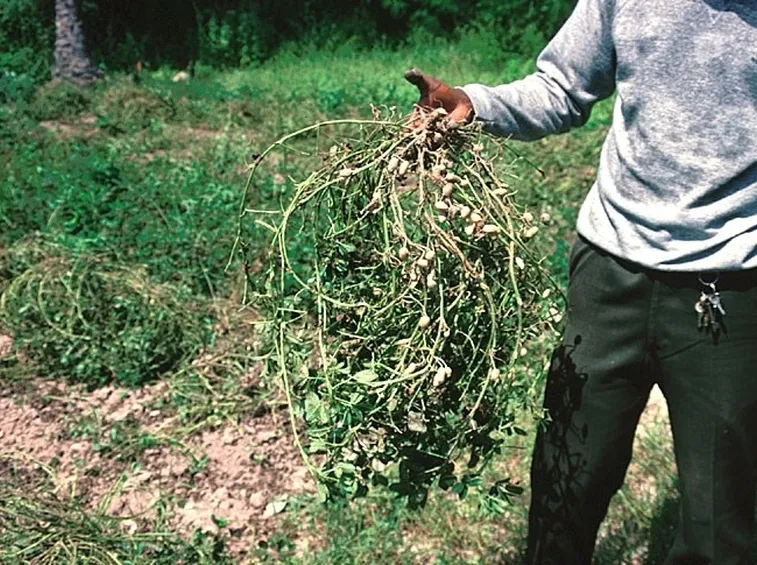 Pianta di arachidi appena sradicata dal terreno
