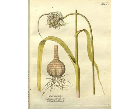Disegno botanico di Allium Sativum