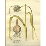 Disegno botanico di Allium Sativum