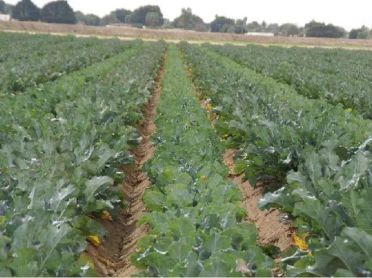 Piante di broccoli pronte per la raccolta
