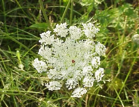 Carota selvatica