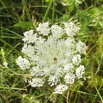 Carota selvatica