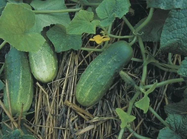 Pianta di cetrioli