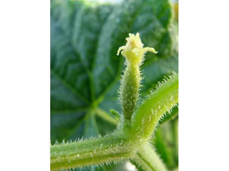 Fiore femminile con frutto in formazione