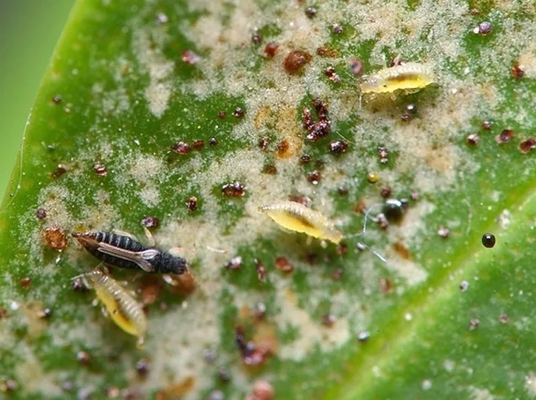Thripidae: il nemico delle cipolle