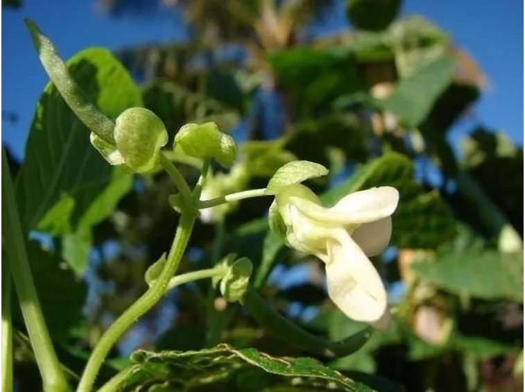 il fiore dei fagioli