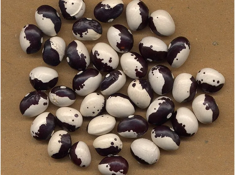 varietà di fagioli
