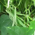 Fagiolini sulla pianta