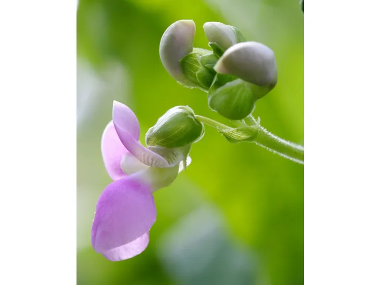 Fiore di fagiolino