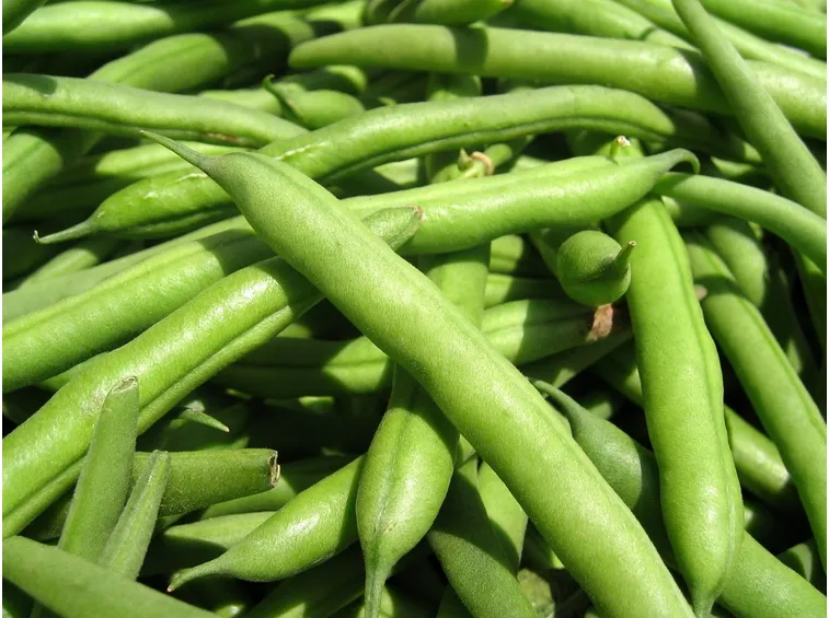Raccolto di fagiolini