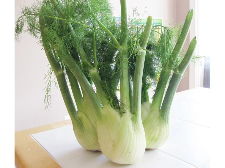 Teste di finocchio con foglie