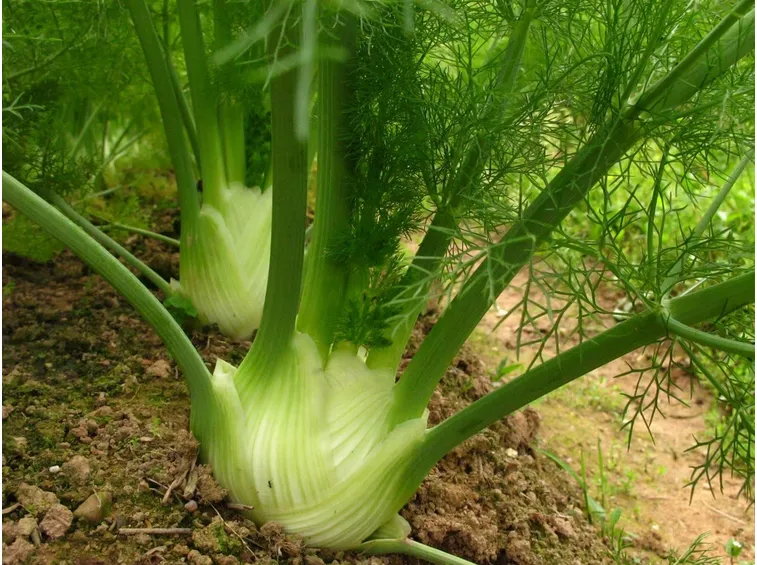 Grumoli di finocchio pronti per la raccolta
