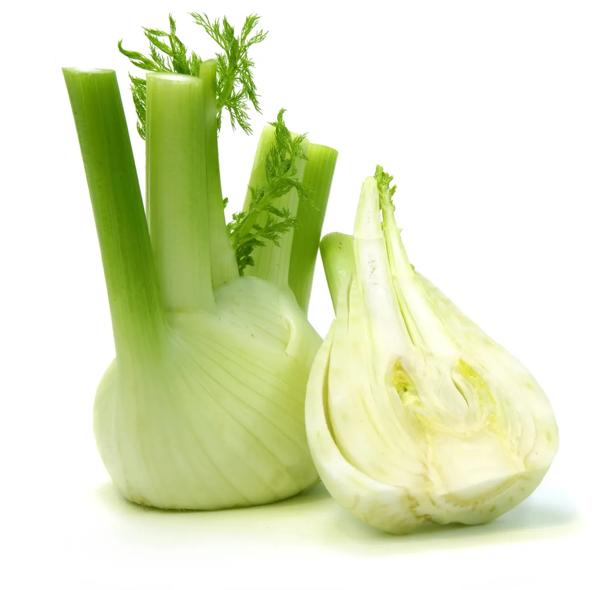 Grumolo di finocchio con sezione