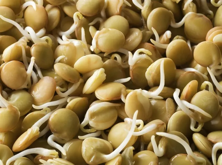 Lenticchia germoglio