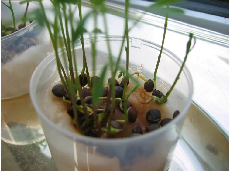 Legumi piante vaso