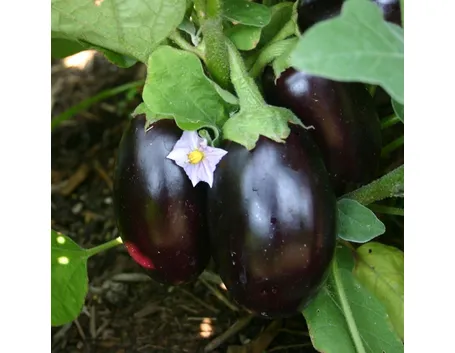 Melanzane con fiore